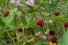 Garten der Kita Theuern Erdbeeren