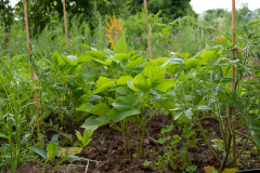 Garten der Kita Theuern Bohnen