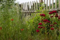 Garten der Kita Theuern Blumen