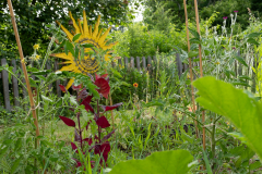 Garten der Kita Theuern Tomatenpflanzen